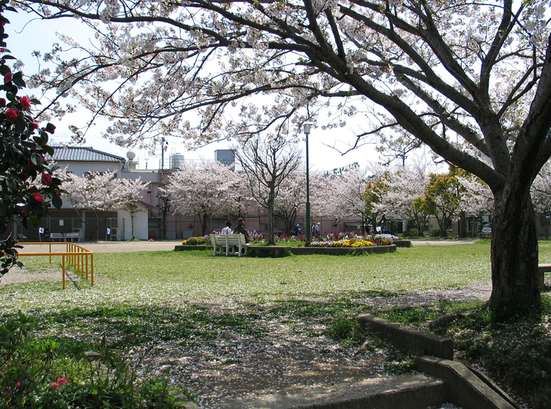 長与のとある公園の桜