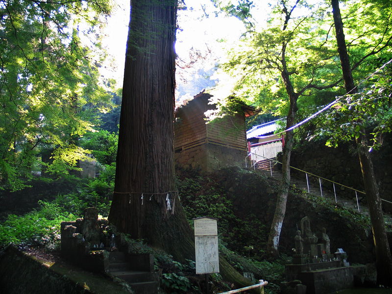 岩屋神社の御神木