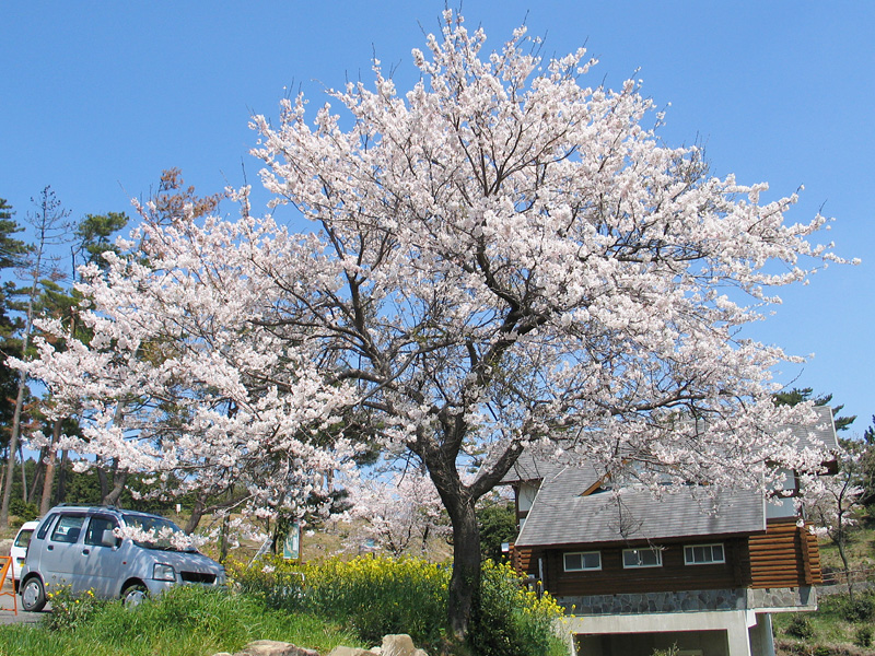 白木峰高原の桜