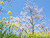 白木峰高原の桜と菜の花