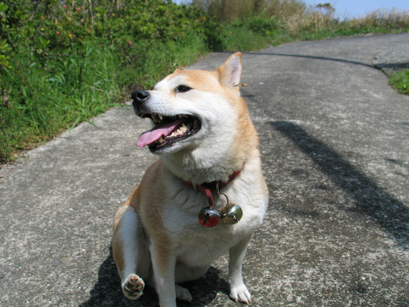 桜の小道で出会った犬