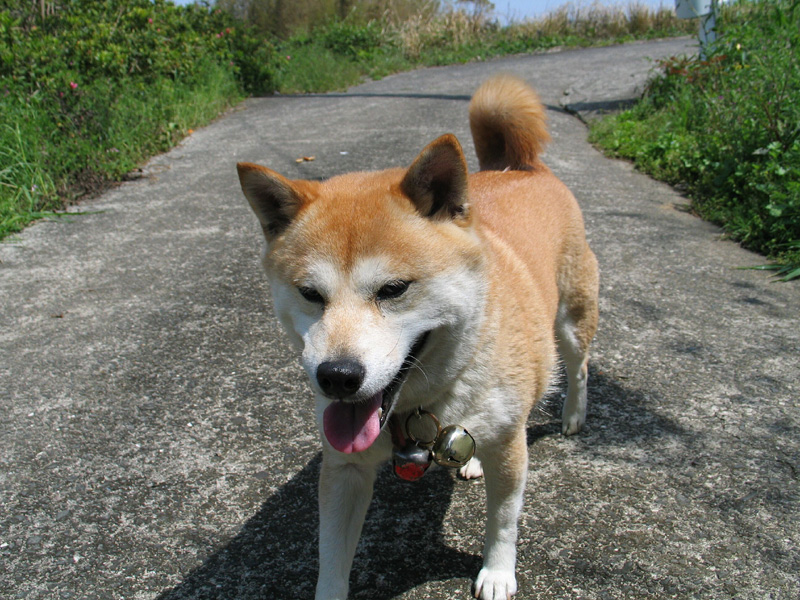 桜の小道で出会った犬