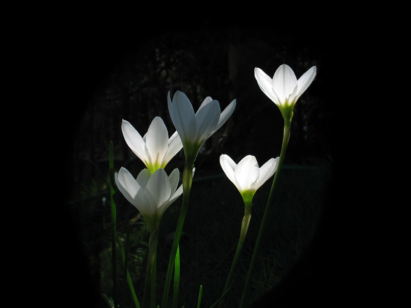 白い花（たますだれ）