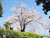 白木峰高原の桜と菜の花
